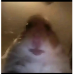 hamster cult 121