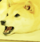 『 댕댕이 부대 || Dog Military 』