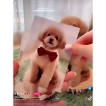 puppies fan of love group <3