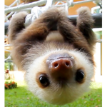 baby sloth