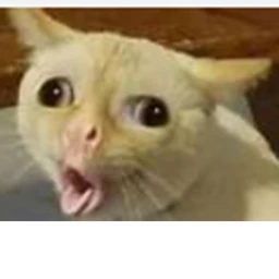 Cat Simulator icon