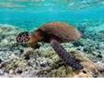 Turtles Fan Club :D :D :D