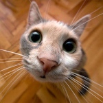 Silly ahh cat