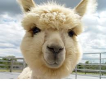 alpacs team