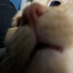 Hermowmow