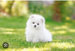 Cute puppy. Yay