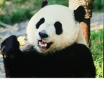 PandaFoodFamily