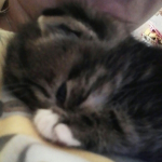 NinChi’
