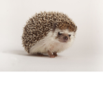 The gaming hedgehog squad