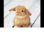 The bunny cuties