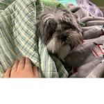 Puppies dogs 2