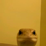 lizards group