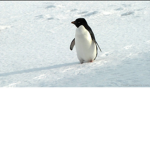 The Penguin Pack Fan Club