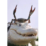 Ota kus uwu