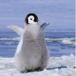 happy feet gang