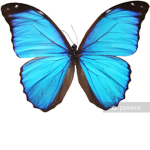 Butterfly squad butterfly squad