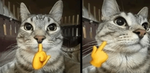 Mitty kitty