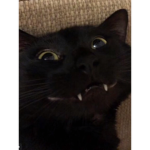 Tʜᴇ ᴅᴜᴄᴋ ғᴀᴍɪʟʏ