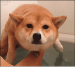 Doggo Funny Gods friends group fans too
