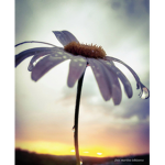 Bloom Blossom~