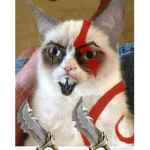 gatos cat