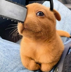 Offical Corgi Squad