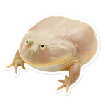 froggy we like frogs