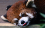 Red Panda Developers