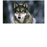 The_ Dire _Wolves