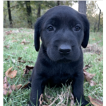 Black retriever