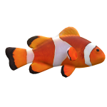 Realistic Clownfish