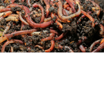 EARTHWORM SALLY CARRYING DISEASES...