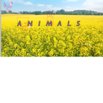 Animals - Group