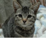 Cats Suffer