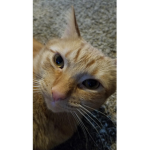 My cat took a selfie
