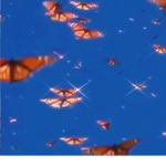 VHS butterfly