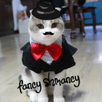 FANCY Shmancy