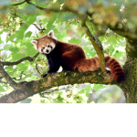CUTE RED PANDA CLUB!