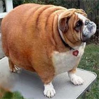 Fat dog Roblox decal