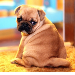 Pug $qu@d