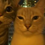 ʳᵒᵇˡᵒˣ ᵉᵐᵖˡᵒʸᵉᵉˢ