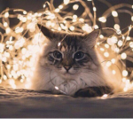 ~ aesthetically cats~