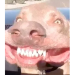 Am kool pro