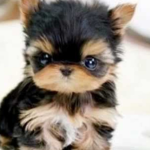 The cute puppy studio