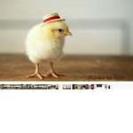 Chickens of king chicken