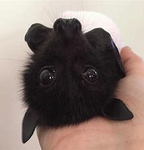 My Fruit Bats