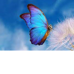 Butterfly,