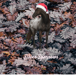 Silver Sparrows Adoption