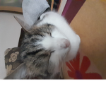 Bubek