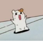 Hamster is cute
